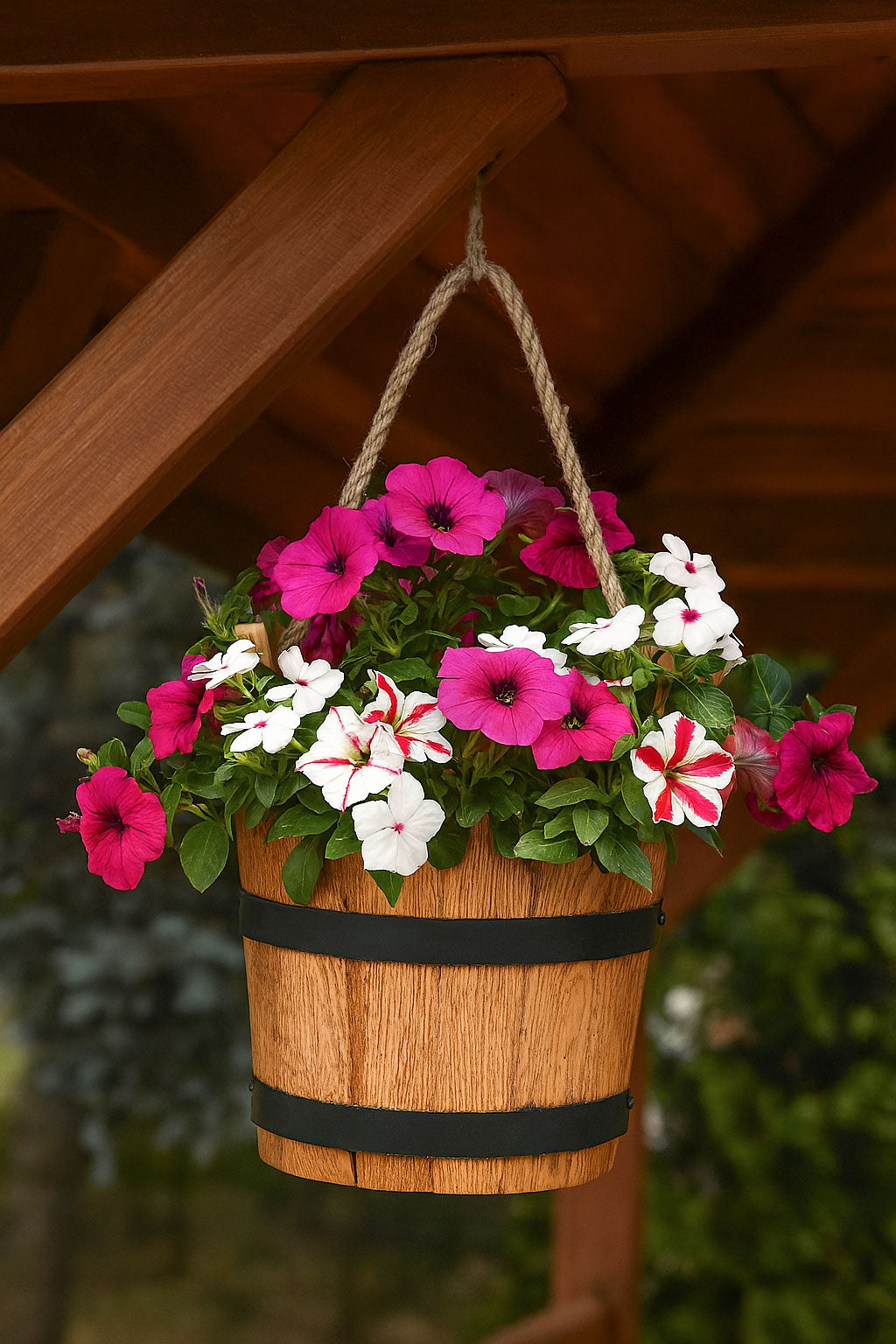 DONICZKA DĘBOWA WISZĄCA CEBRZYK